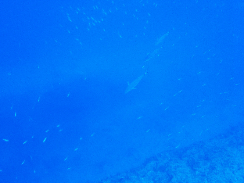 沖縄　チービシ　神山　ナガンヌ　ダイビング　ファンダイビング　ドリフト　自社船