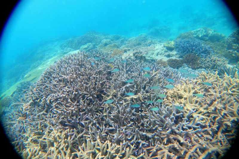 沖縄　宜野湾　ボートダイビング　沖縄本島　ダイビング