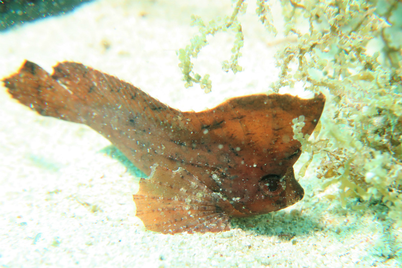 沖縄　宜野湾　ボートダイビング　沖縄本島　ダイビング