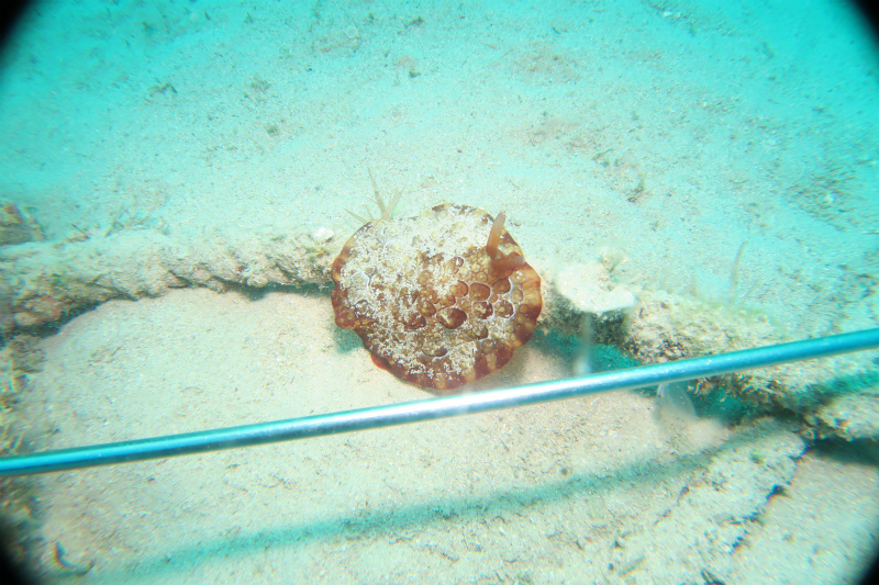 沖縄　宜野湾　ボートダイビング　沖縄本島　ダイビング