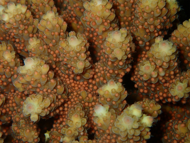 沖縄　北谷　砂辺　宮城海岸　サンゴ　産卵　サンゴの産卵　ダイビング　ビーチダイビング