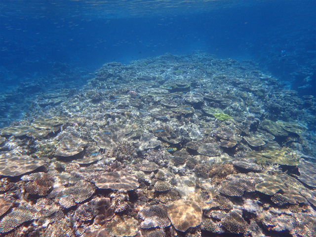 沖縄　慶良間　慶良間諸島　ダイビング　ボートダイビング　自社船