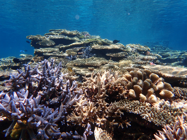 沖縄　慶良間　慶良間諸島　ダイビング　ボートダイビング　自社船