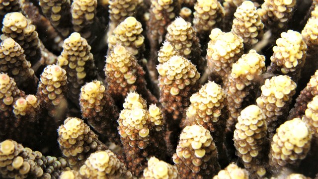 沖縄　北谷　砂辺　サンゴ　サンゴの産卵　ダイビング　ビーチダイビング　