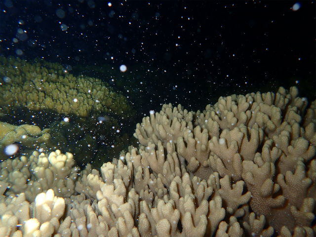 沖縄　北谷　砂辺　サンゴ　サンゴの産卵　ダイビング　ビーチダイビング　
