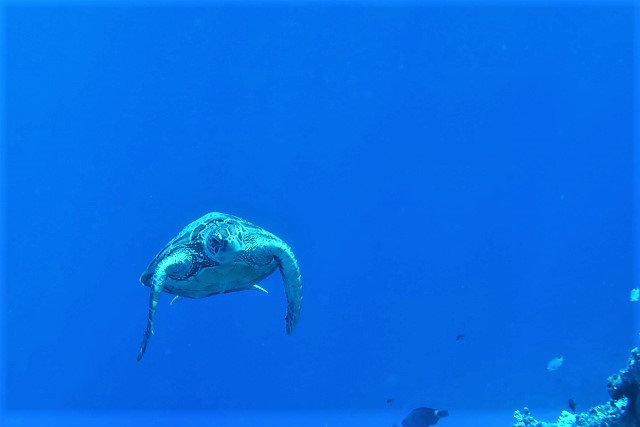 ウミガメ　沖縄　慶良間　慶良間諸島　ダイビング　ボートダイビング　