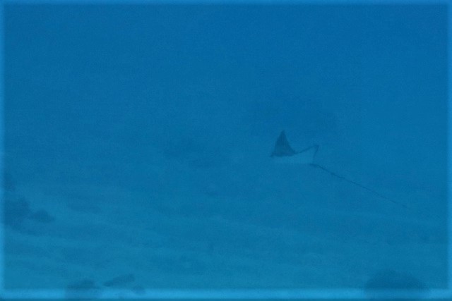 沖縄　チービシ諸島　ナガンヌ　神山島　ダイビング　チービシ　ボートダイビング　自社船