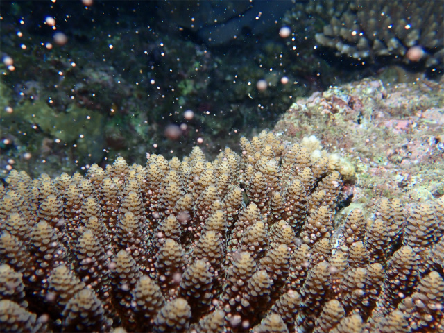 ナイトダイビング　サンゴ　沖縄　海