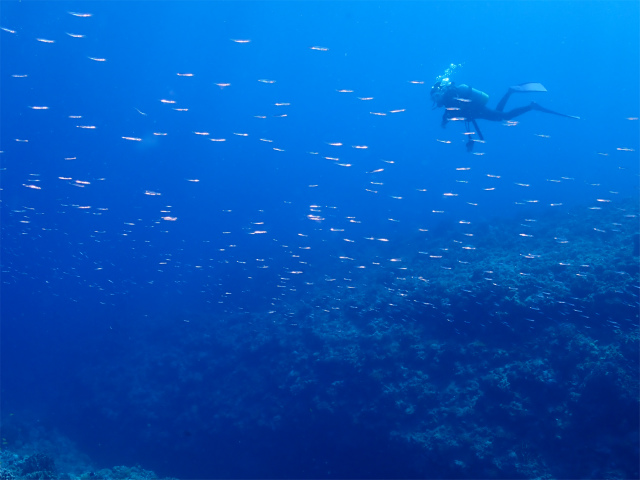 沖縄　ダイビング　海　絶景