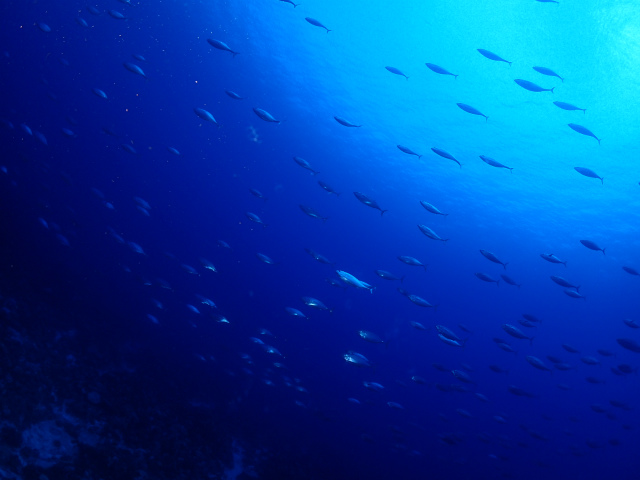 沖縄　ダイビング　慶良間　体験ダイビング　FUNダイビング　ウミガメ
