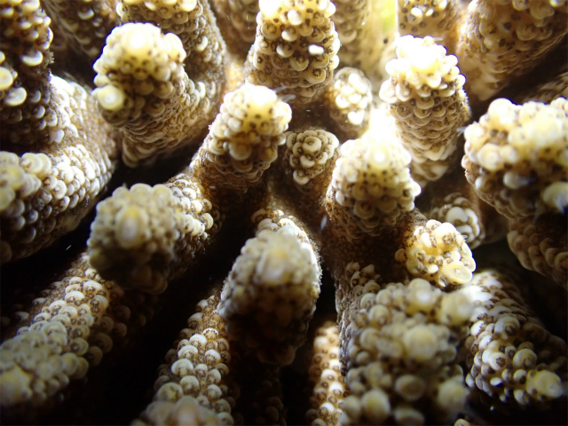 ナイトダイビング　サンゴ　産卵　観光　ダイビング　海