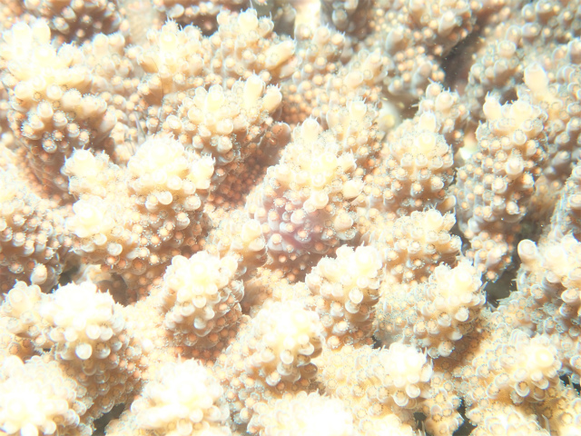 北谷　サンゴ　ダイビング　ナイトダイビング　産卵