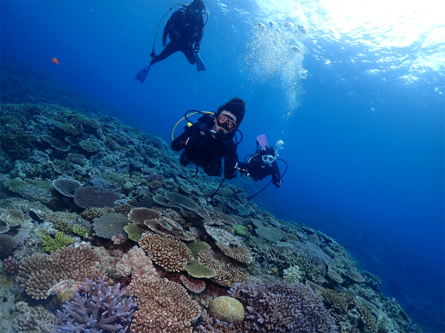 慶良間　海　沖縄　ダイビング　珊瑚