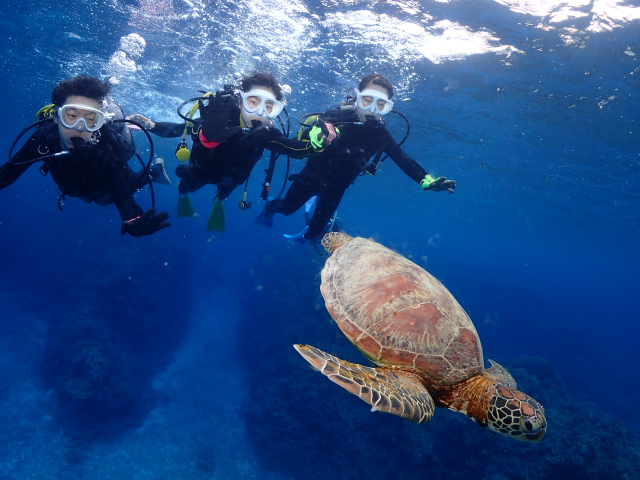 慶良間　ウミガメ　体験　ダイビング　沖縄