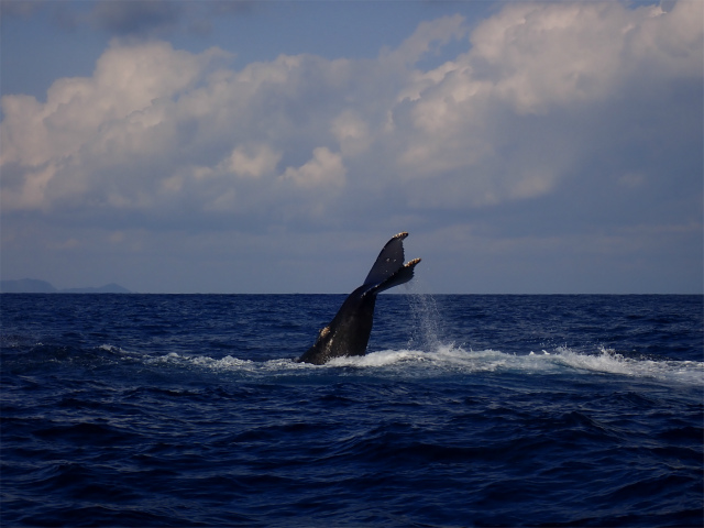 慶良間　沖縄　ダイビング　ホエールウォッチング　クジラ