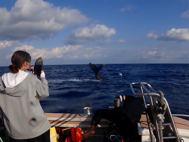 慶良間　沖縄　ダイビング　ホエールウォッチング　クジラ