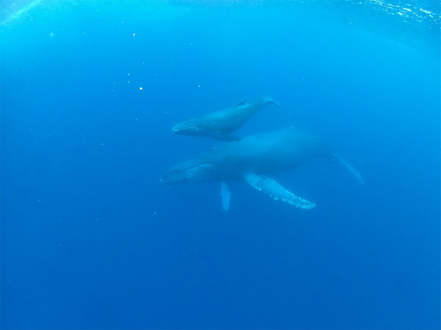 沖縄　クジラ　ホエール　スイム　観光