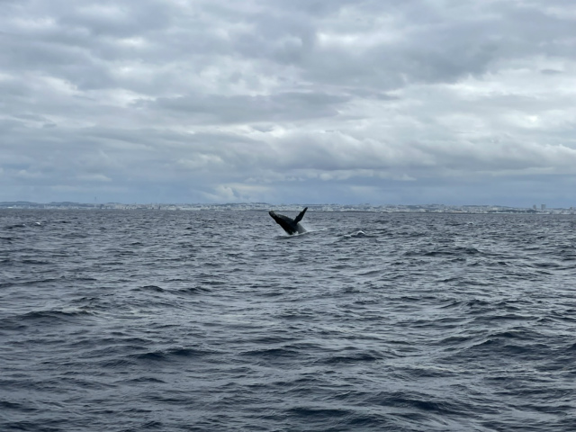 沖縄　クジラ　ホエール　スイム　観光
