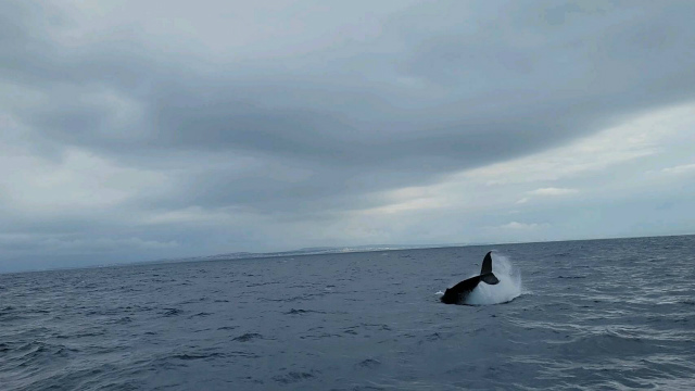 沖縄　クジラ　ダイビング　観光　海