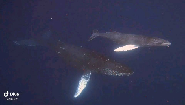 クジラ　ホエール　自社船　ダイビング　観光