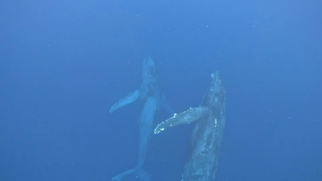鯨　沖縄　海　観光　クジラ