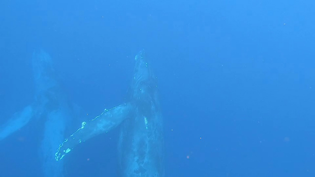 鯨　沖縄　海　観光　クジラ