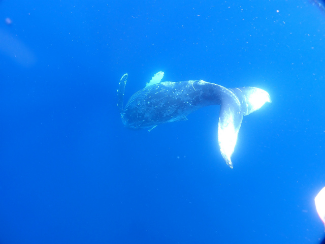 沖縄　クジラ　ホエールスイム　観光　スノーケル