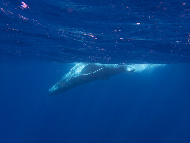 ホエールスイム　沖縄　アルファダイブ　クジラ
