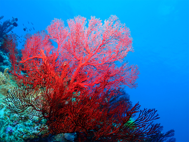 慶良間　沖縄　ダイビング　珊瑚
