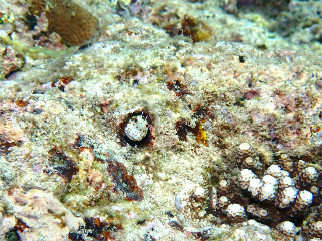 砂辺　慶良間　沖縄　ダイビング　珊瑚