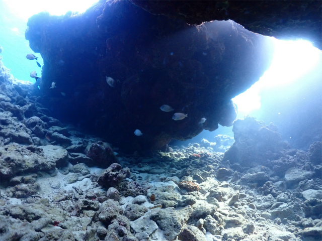 慶良間　沖縄　ダイビング　珊瑚