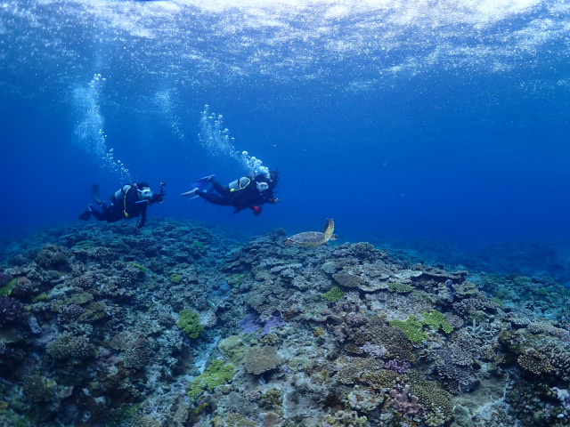 慶良間　体験ダイビング　沖縄　海　珊瑚