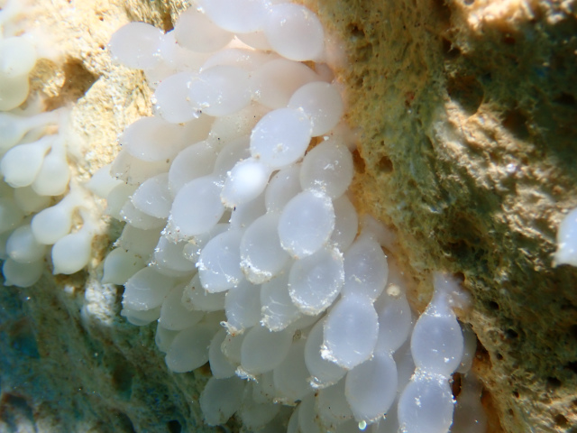 慶良間　ダイビング　沖縄　海　珊瑚