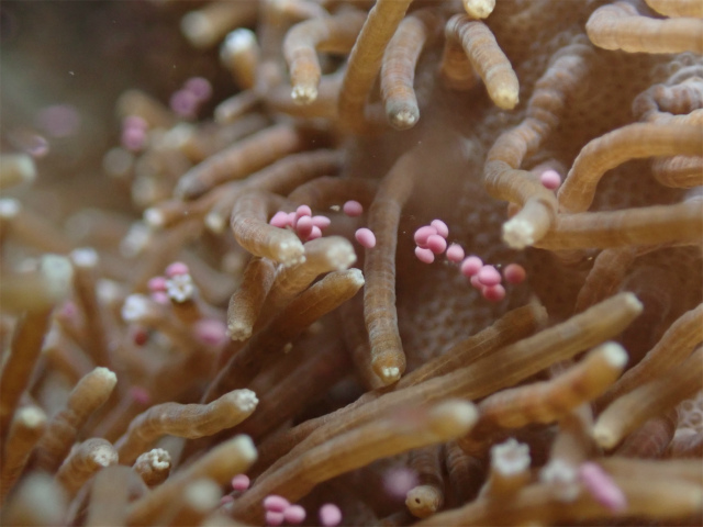 沖縄　北谷　珊瑚　珊瑚の産卵　産卵