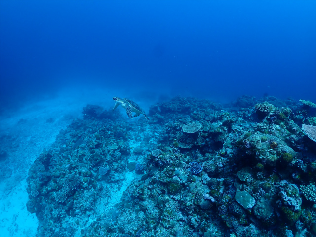 沖縄　慶良間　体験ダイビング　ダイビング　ウミガメ