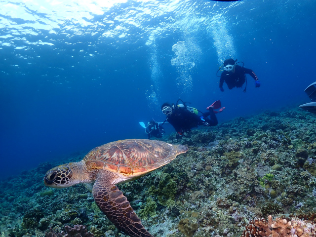 沖縄　慶良間　体験ダイビング　ダイビング　ウミガメ