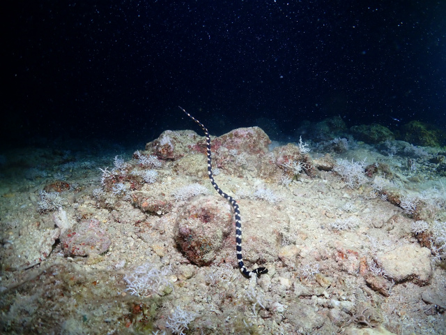 沖縄　北谷　珊瑚　珊瑚の産卵　産卵