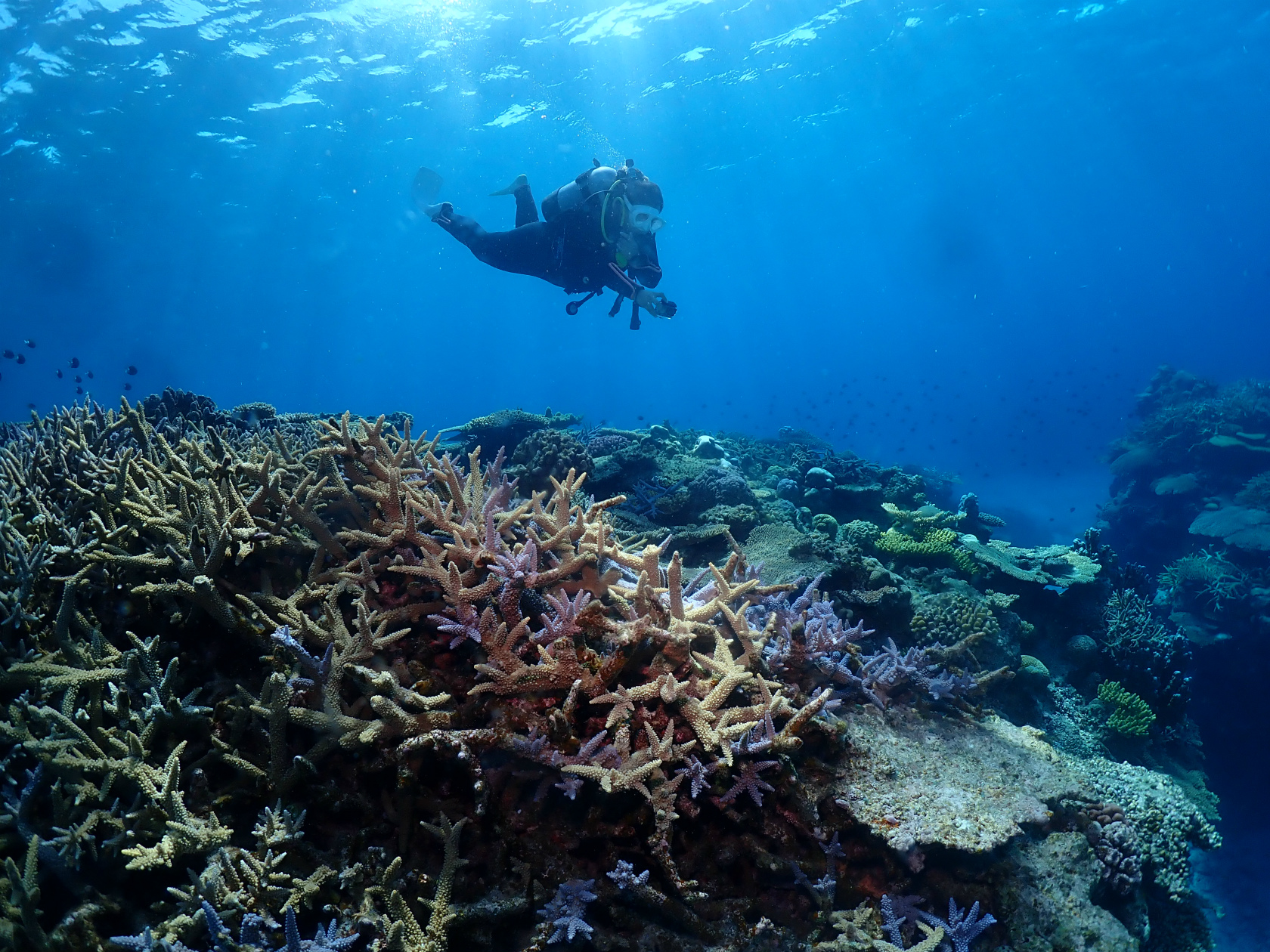 沖縄　ダイビング　慶良間　FUNダイビング　サンゴ