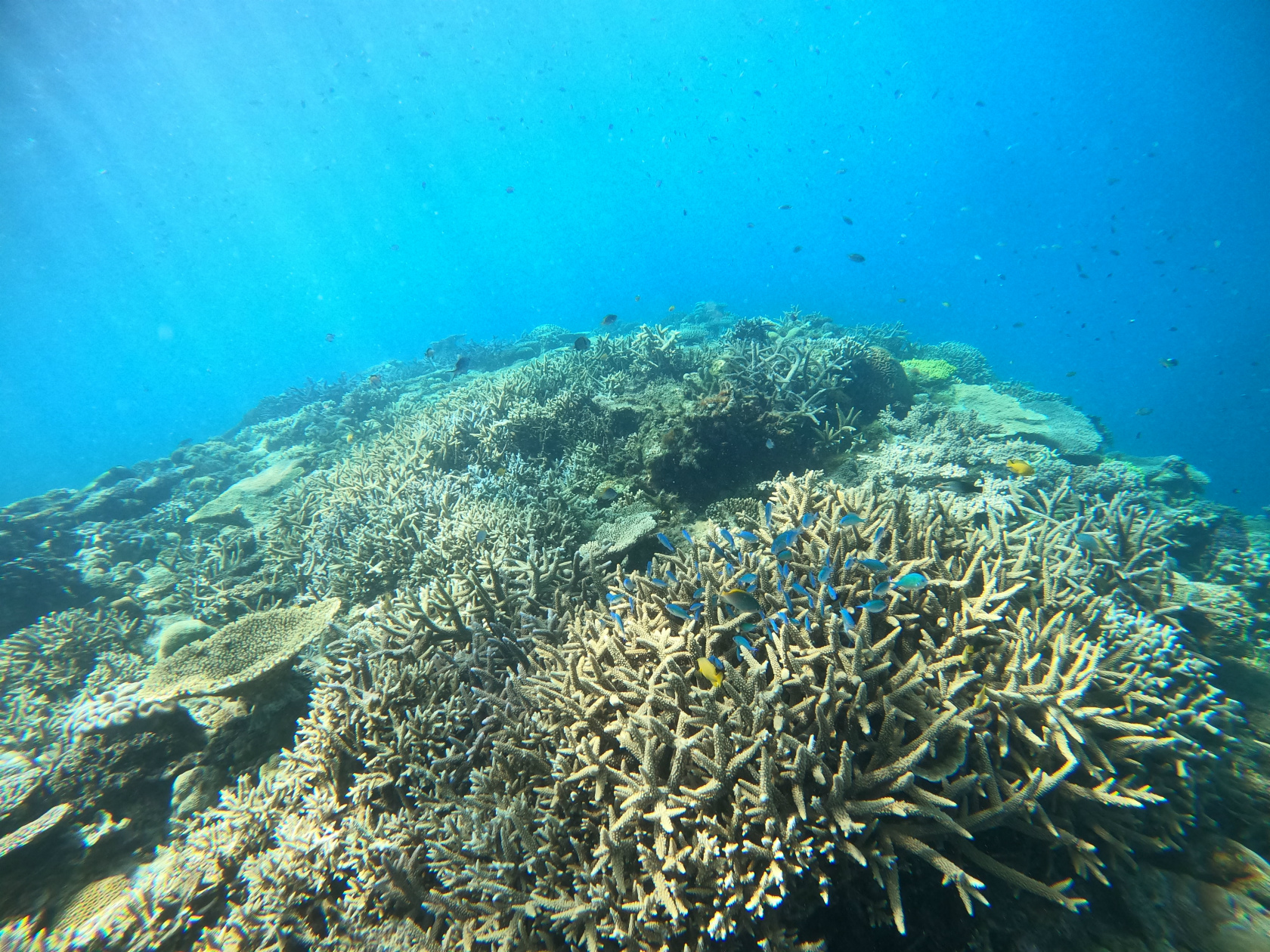 沖縄　ダイビング　慶良間　体験ダイビング　サンゴ