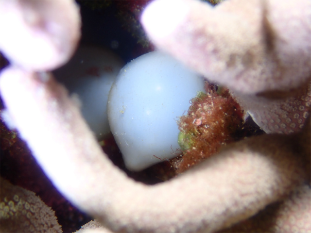 沖縄　ダイビング　慶良間　FUNダイビング　コブシメの卵