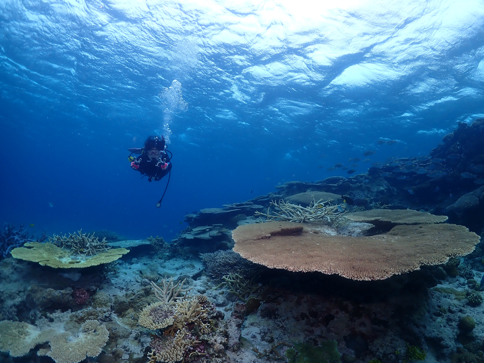 沖縄　チービシ　ダイビング　FUNダイビング　サンゴ