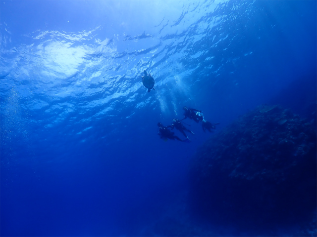 沖縄　慶良間　自社船　ダイビング　体験ダイビング　ウミガメ
