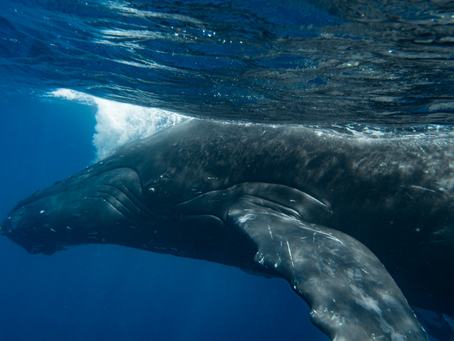アルファダイブ　ホエールスイム　冬の沖縄　ホエール　クジラ