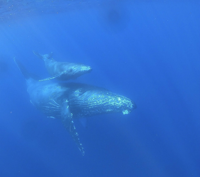 アルファダイブ　ホエールスイム　冬の沖縄　ホエール　クジラ