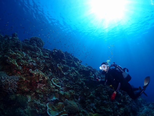 沖縄　慶良間　ボート　体験ダイビング　FUNダイビング　サンゴ