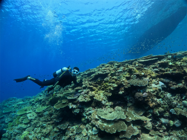 沖縄　慶良間　自社船　ダイビング　体験ダイビング　サンゴ