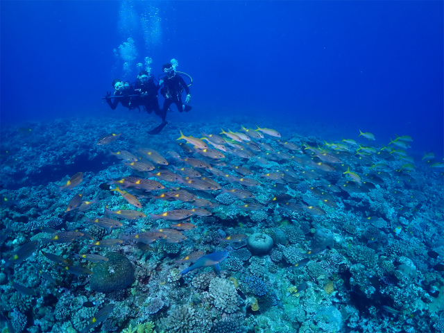 沖縄　慶良間　自社船　ダイビング　体験ダイビング　サンゴ