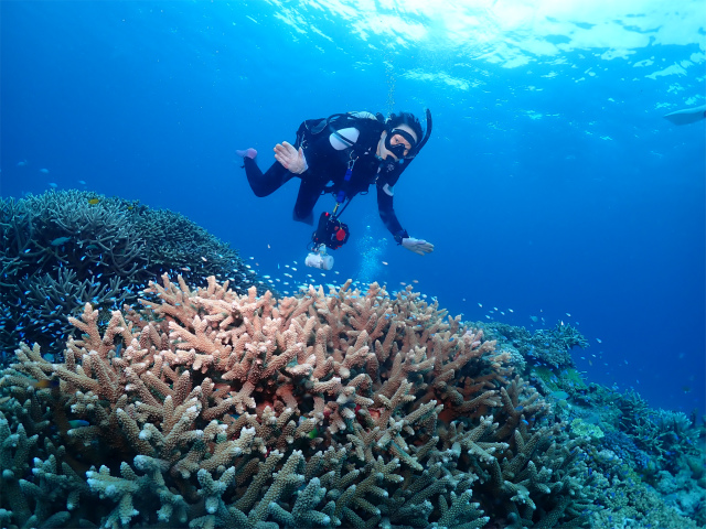 沖縄　慶良間　自社船　ダイビング　FUNダイビング　地形　珊瑚