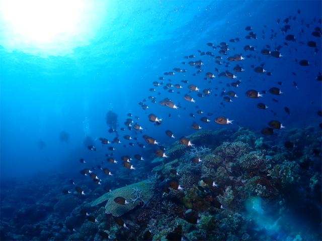 沖縄　慶良間　自社船　ダイビング　FUNダイビング　地形　珊瑚