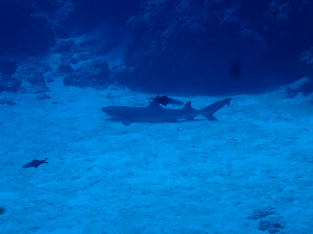 沖縄　慶良間　自社船　ダイビング　体験ダイビング　サメ